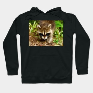 Raccoon face, Angry bear Hoodie